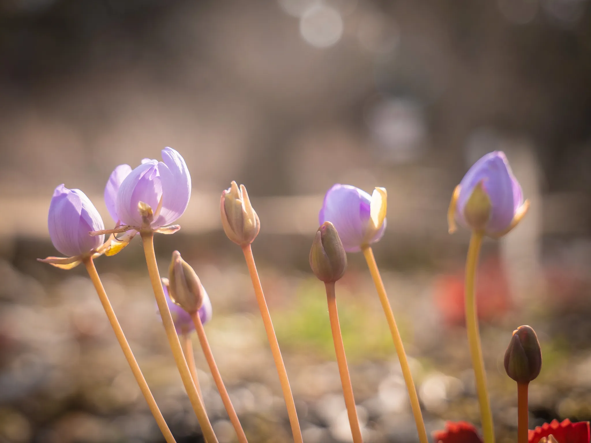 2025 Project